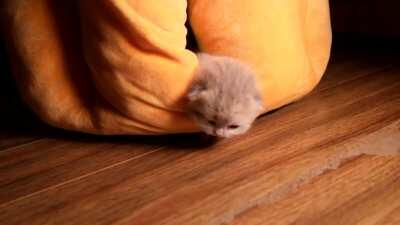 Super small squeaky kitten