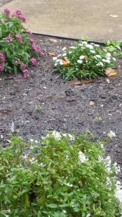 Hard Rain in Houston