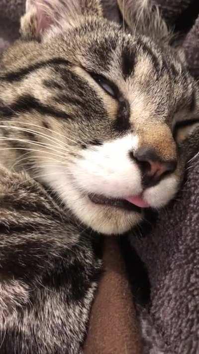 Dreaming of blep