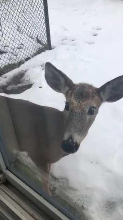 I heard a “knock” at my window