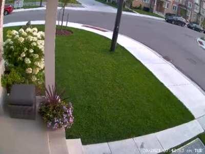 Hero yorkie puts up brave fight to protect 10-year-old girl from coyote attack......