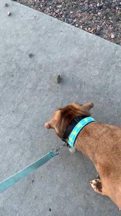 Hippo versus butterfly. Stone cold killer.