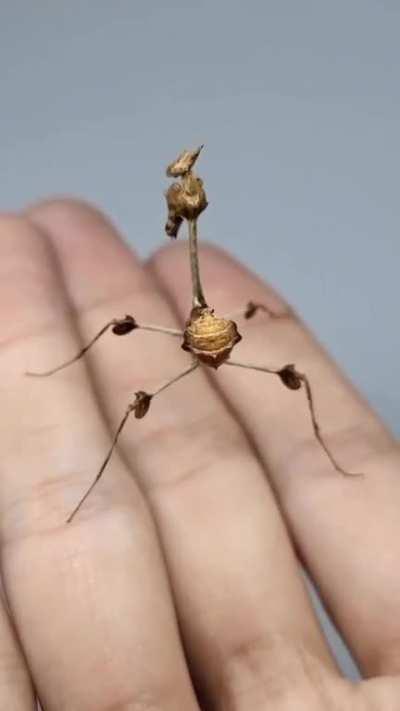 The Wandering Violin Mantis (Gongylus gongylodes)