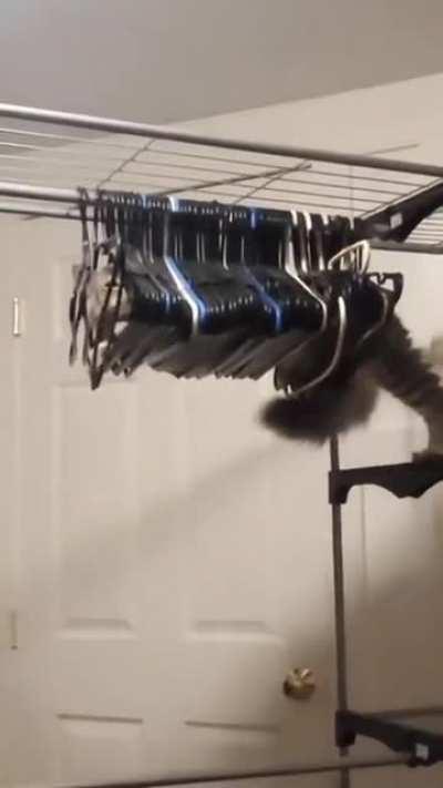 Cat doing cat things