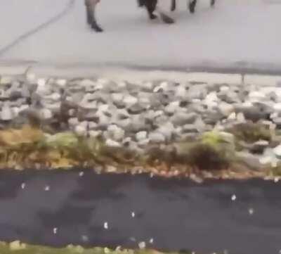 Maaa.... This is some National Geographic shit!