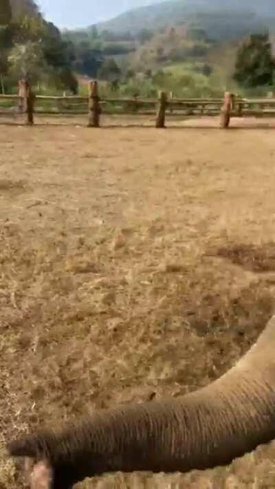 Elephants 🐘 going crazy in Thailand 🇹🇭