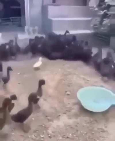 Just wanted to join the other ducks