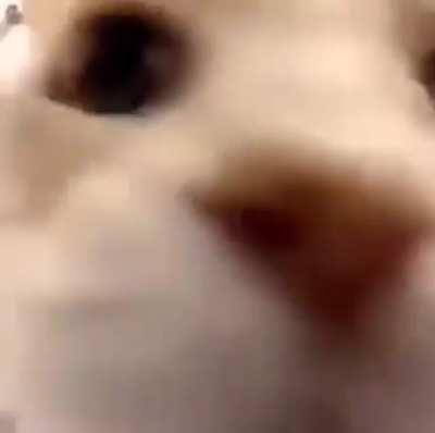 eis que seu amigo entra call no discord