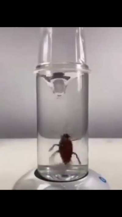 Rare sight of turks swimming