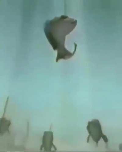 An interesting title