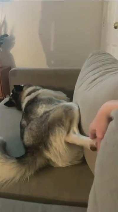 Huskies were probably humans in their past lives