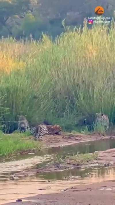 1 honey badger takes on 3 Leapords