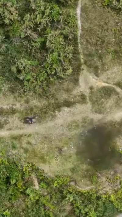 Indonesia femboy try to copy Russia war Tactics