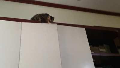 Say Hello to Miss Chaotic