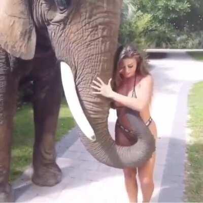 Elephant gettin' a little too handsy