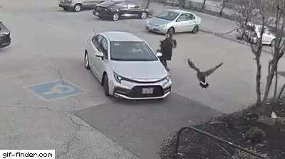 Meanwhile in Dartmouth. Hitman goose.