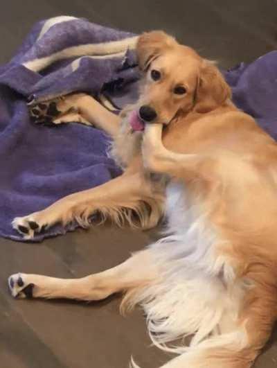 So many questions on what this doggo is doing