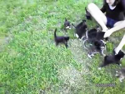 All aboard the kitten train! TOOT! TOOT!