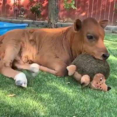 She's happy with her hedgehog