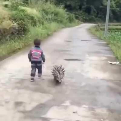 A boy and his porcupine on a walk