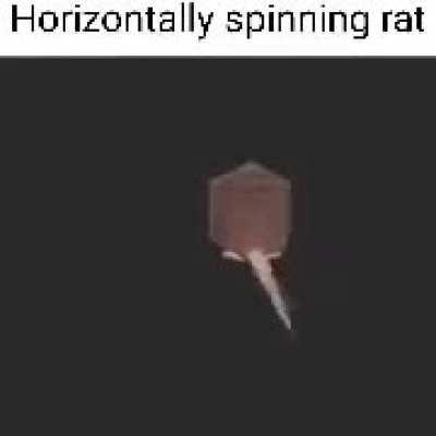 vertically spinning rat