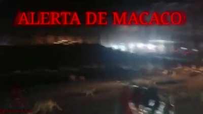 macaco