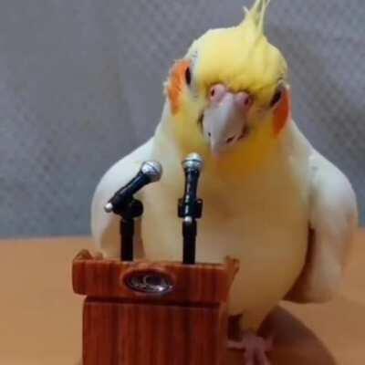 This bird spitting facts⁉️😈 or nah❗👎