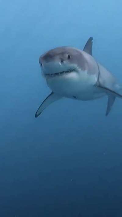 they are incredible, amazing and very important creatures!! i love sharks 🦈