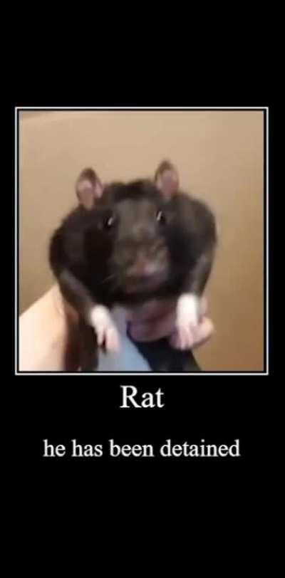 My girlfriend made a meme of our rat
