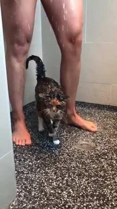 Кот даже зависает со своим бро в душе