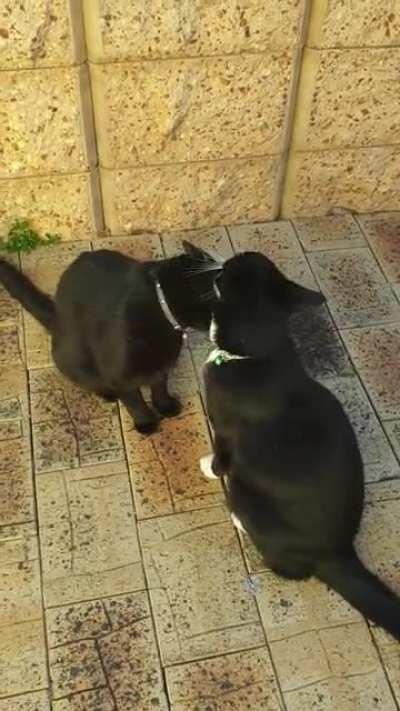 Display of the sudden onset feline crankiness