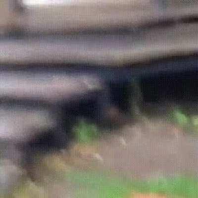 Cute Animal.......Hol Up....