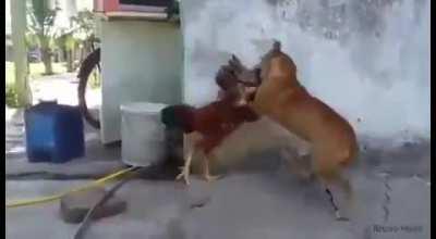 Aposto 50 saco de arroz no galo de combate