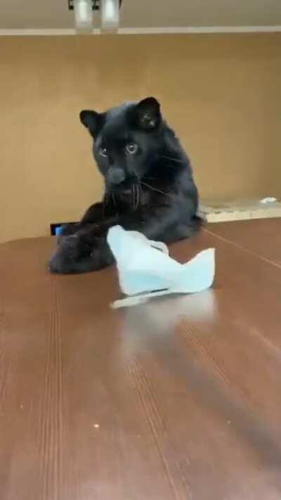 Black Panther In Catch Mode