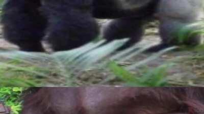 Mods don't ban there is is no amogus!!!!!!!!!!! 😢🤢😢🤢🙌😈😱