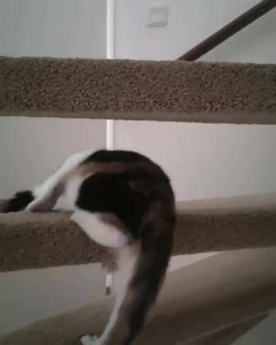 Crumble knows the fastest way up stairs