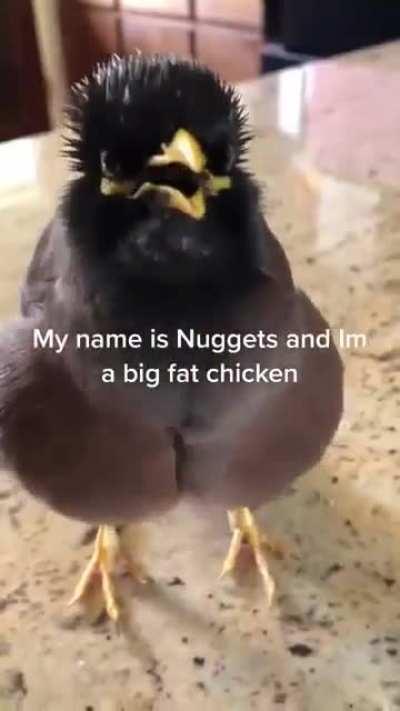 Kuş benden daha iyi konuşuyor