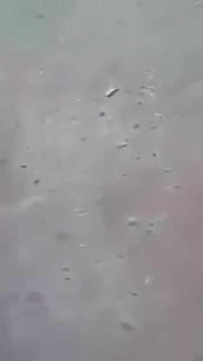 Vermin runs up on the wrong bird, gets knocked the fuck out 🤡