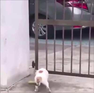 coB cat but with sound effects (TURN SOUND ON!!!)