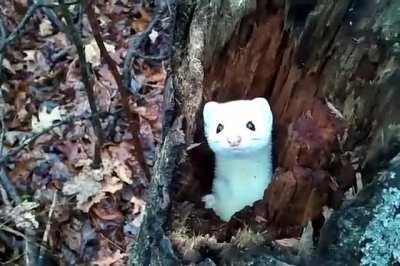 We found one hiding out in a tree! Requesting backup!