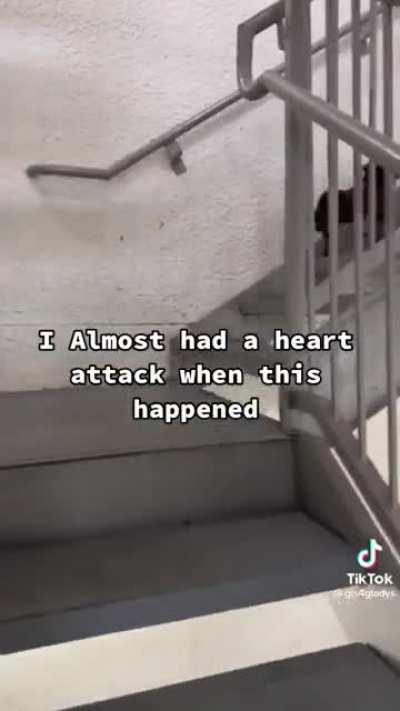 Letting a dog the size of a pencil go up stairs