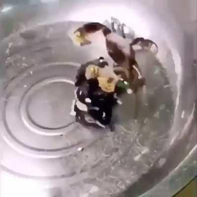 king cong vs godzila é pros fracos