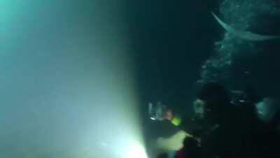 Manta and seal night dive in Kona, Hawaii