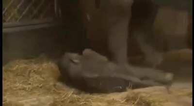 Baby elephant dozes off while standing