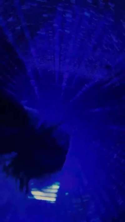 Jorja Smith on Insta