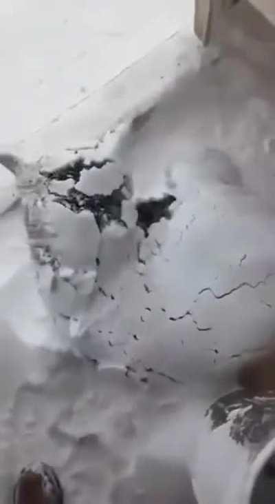 Siberian Husky waking up from a Nap