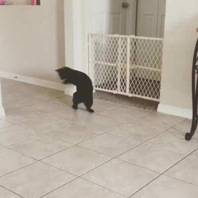 Cat.exe has failed. Starting backup Apache Helicopter troubleshooter.