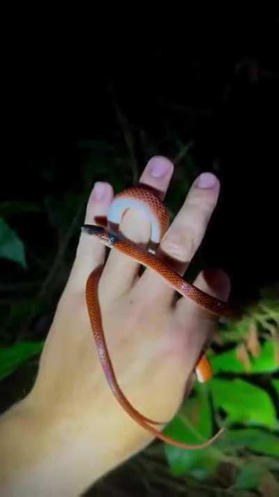 -boop- Those things are deadly.