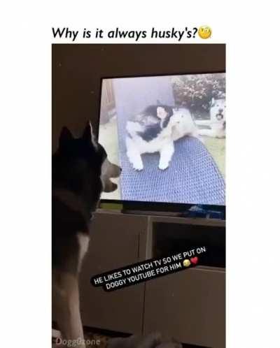 why do you like husky? Personally, I like funny situations like this. They are clowns XD