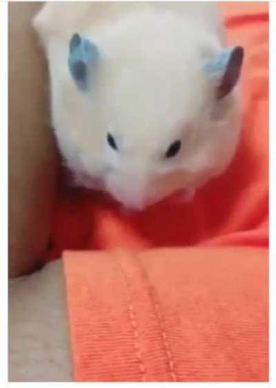 thanks I hate yawning hamsters